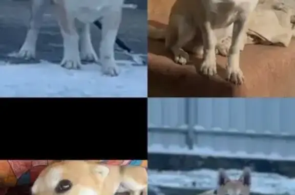 Собаки потеряшки, , фото: Зник рудий песик 