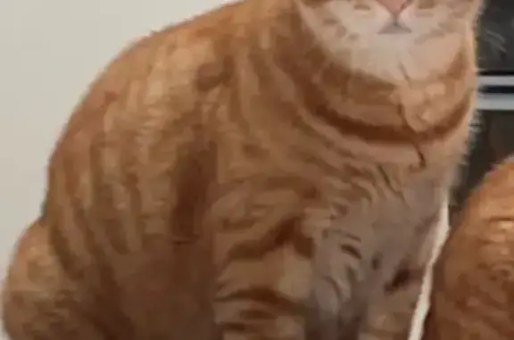 Chat roux perdu à La Pergellerie - photo