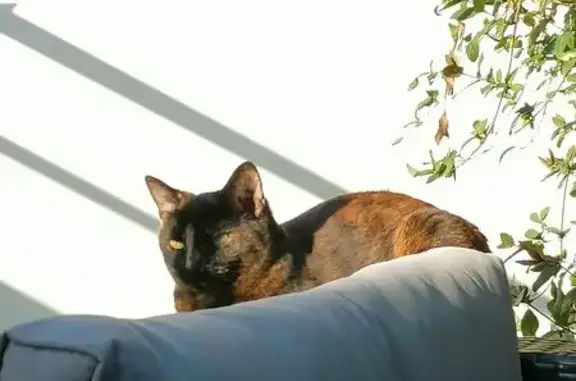 Animaux perdus , photo: Chatte Écaille Perdue à Essômes-sur-Marne