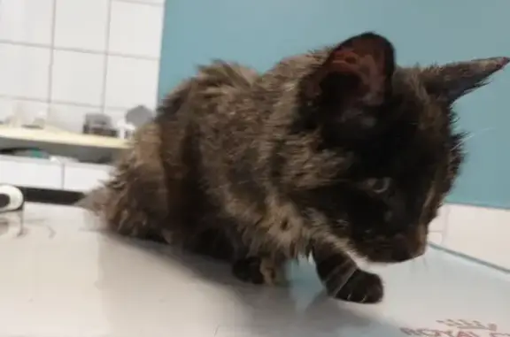 Chatte âgée trouvée près du Pont Saint-Étienne - photo