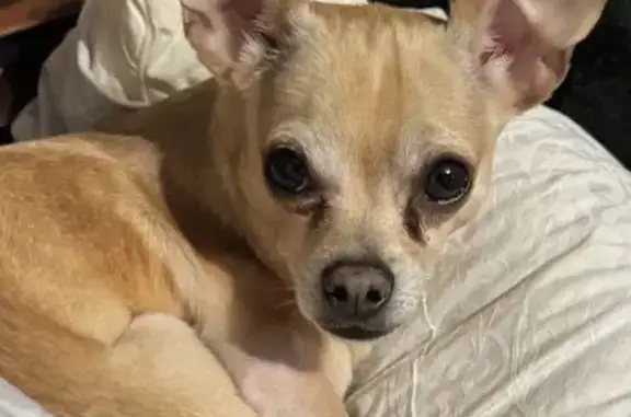 Help Find Kangi: Lost Chihuahua in Dallas