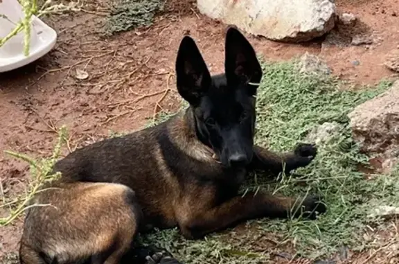 Perro Perdido en Navojoa: Ayud...