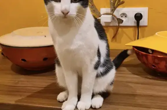 Animaux perdus Jans, photo: Chat noir et blanc perdu à Le Châtenay