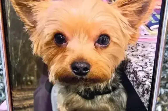 Lost 6lb Dog Kody: Brown Face, Gray Body