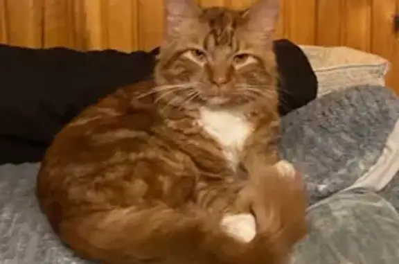 Lost Orange Cat: White Mittens, Maquoketa
