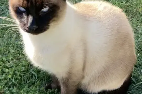 Chat perdu, Rue du Hameau, Aulnay - photo