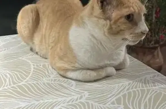 ¡Ayuda! Gato Rubio Perdido en Mairena