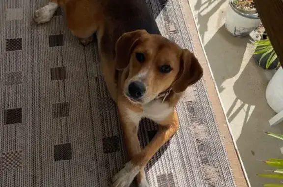 Found dog McAllen, photo: Found Dog: Pink Collar on N. 50th St