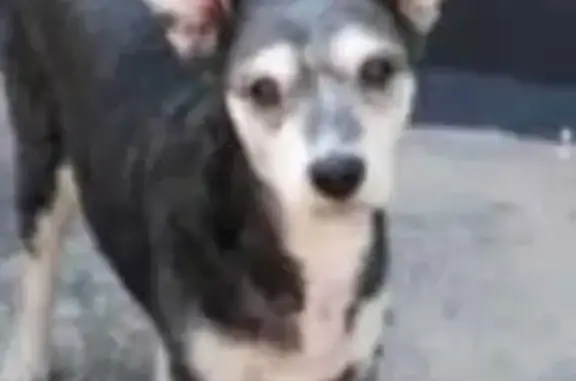 Búsqueda de mascotas, foto: Perro Perdido: Negra con Pecho Claro y Tumores