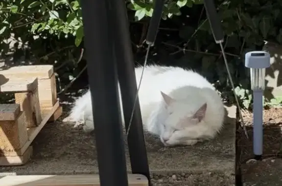 Animaux perdus , photo: Chat mâle blanc perdu à Tantonville