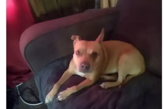 Lost Pit Mix: Sweet Girl on West Dixon