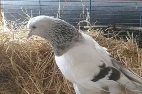 Oiseau perdu à Chambles, aime fruits sucrés - photo