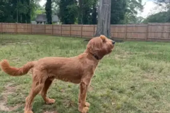 Lost Timid Brown Dog - Reward Offered