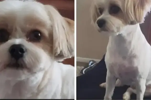 Lost pets San Antonio, photo: Lost Maltipoo: White & Tan, Culebra Rd