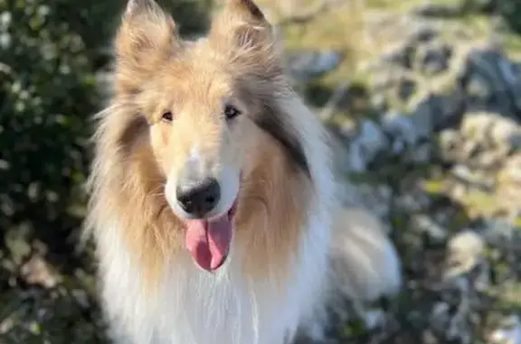 Chien perdu Éguilles, photo : Colley perdu à Éguilles, Chemin des Chênes