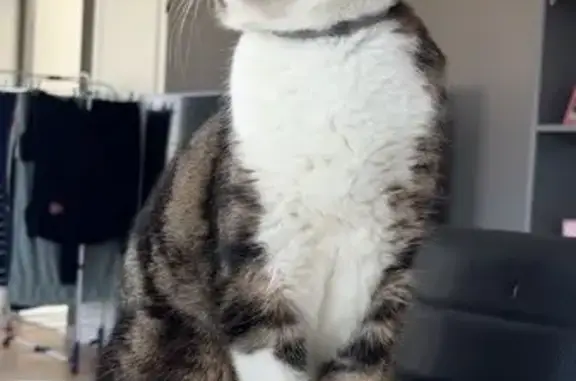 Chat tigré perdu à Brienne-le-Château - photo