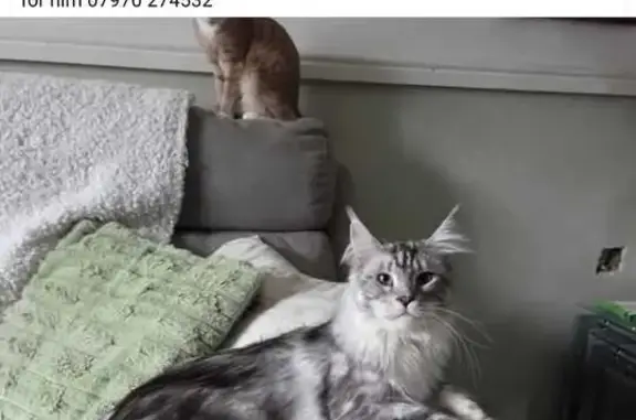 Lost Maine Coon: Raven Hays Road, Rubery