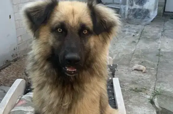 Зникла бежева собака: Дніпро,...