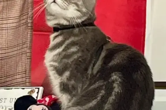 Animaux perdus Divion, photo: Chat gris perdu, yeux verts, rue Vieil Fort