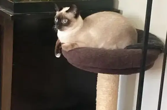 Siamese Cat Lost on Bergwall Way, Vallejo