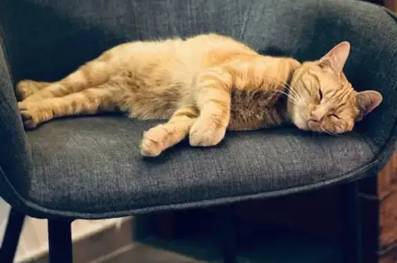 Chat perdu à Chevagny-les-Chevrières - photo