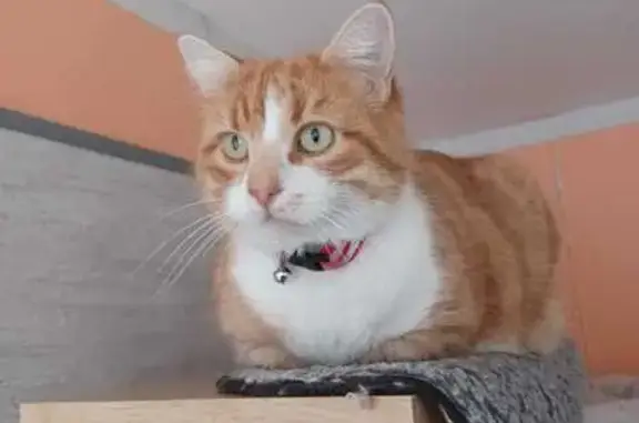 Chat perdu, Nouvelle-Aquitaine, photo: Chat roux et blanc perdu à Hiers-Brouage
