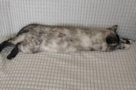Animaux trouvés , photo: Chatte Perle retrouvée à Fendeille
