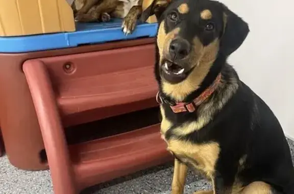 Lost Dog Dub: Black & Tan on Cornell Ave