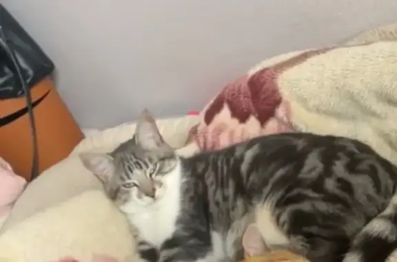 Animaux perdus Flers, photo: Chaton perdu, 6 mois, Rue du Clos du Bois