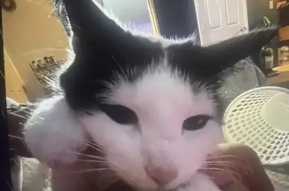 Lost Black & White Cat in Framingham