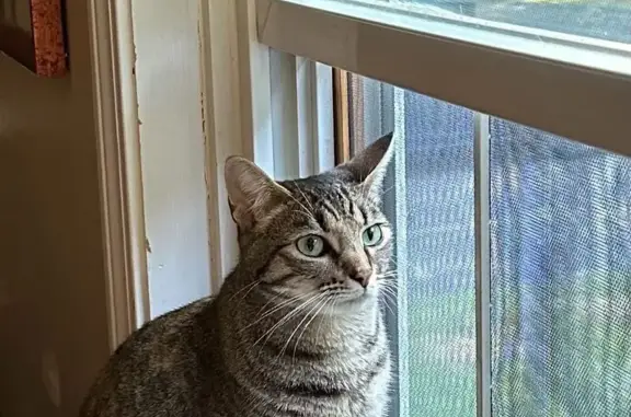 Lost Tabby Cat Abby - Green Eyes, Nashua
