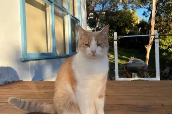 Lost Ginger Cat Weasley in Boroondara