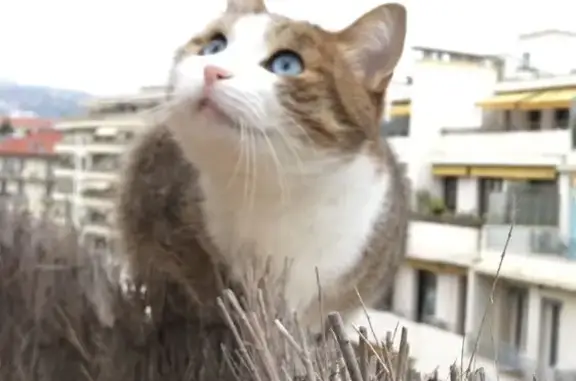 Chat tigré perdu, yeux bleus, Nice - photo