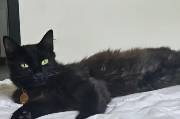 Chat perdue Guapa - Résidence les Oisillons - photo