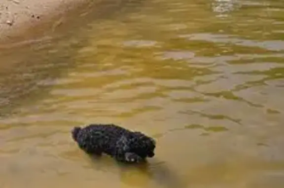 Caniche de 16 ans perdu à Combronde - photo