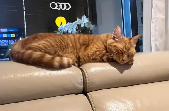 Lost Orange Cat Near Anzac Mall, Sydney