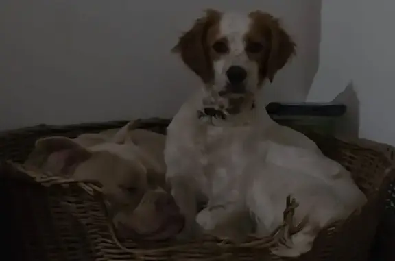 Animaux perdus Saint-Estèphe, photo: Vol de chien à Saint-Estèphe