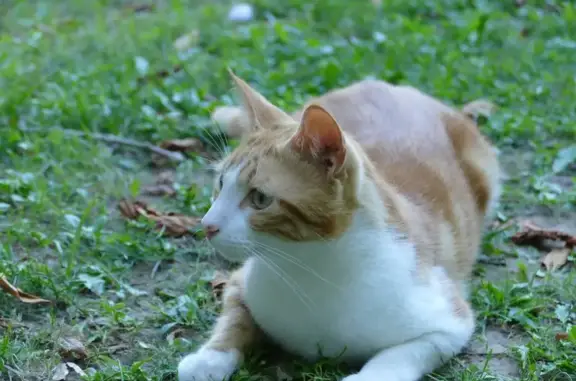 Animaux perdus Anglet, photo: Chat roux et blanc perdu à Anglet