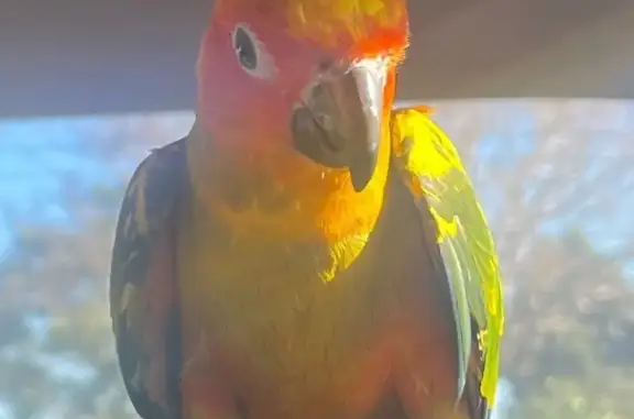 Lost pets Brisbane, photo: Lost Sun Conure: Bright Orange & Green