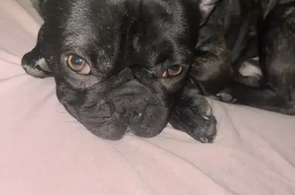 Missing dog Las Vegas, photo: Lost Dog: Brown Eyes, White Chest Spot