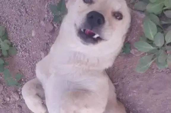 Perro Perdido en Guaymas: Güer...