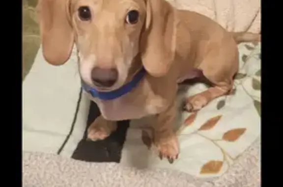 Lost Friendly Tan Dog on W 26th St, Chicago