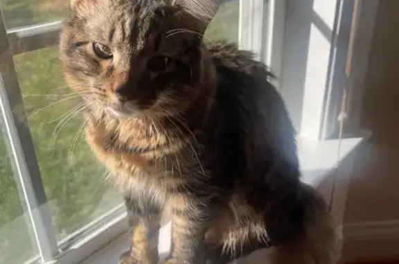 Lost Cat: Friendly 6-Month-Old Hershey