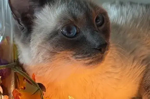 Help Find Leo: Lost Siamese in Warwick