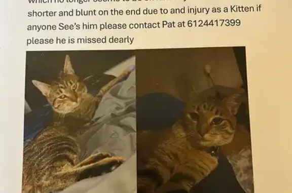 Lost Male Tabby: 124th Ave NE, Blaine