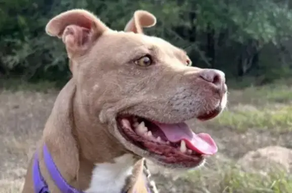 Lost Friendly Dog: I-45 Buffalo, TX Area