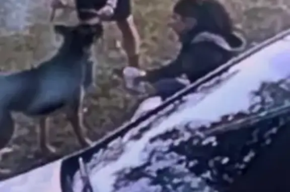 Lost: Young Black & Brown German Shepherd