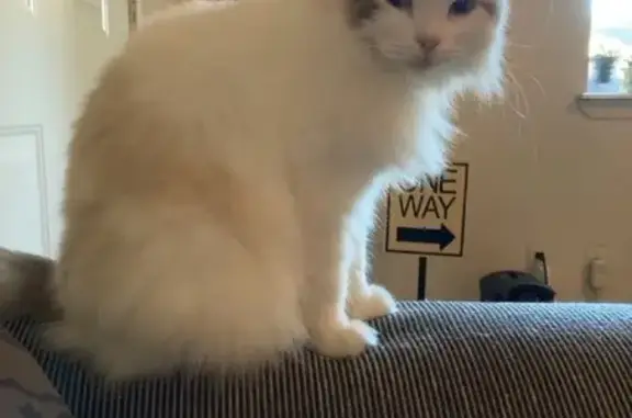 Lost Fluffy Cat: White & Grey in Little Rock