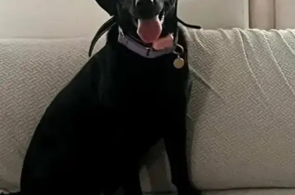 Missing dog Peachtree City, photo: Lost Black Lab: 2.5 Yrs, Purple Collar