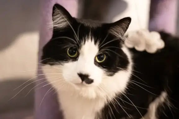 Lost Cat: Unique Half-Mustache in Helena